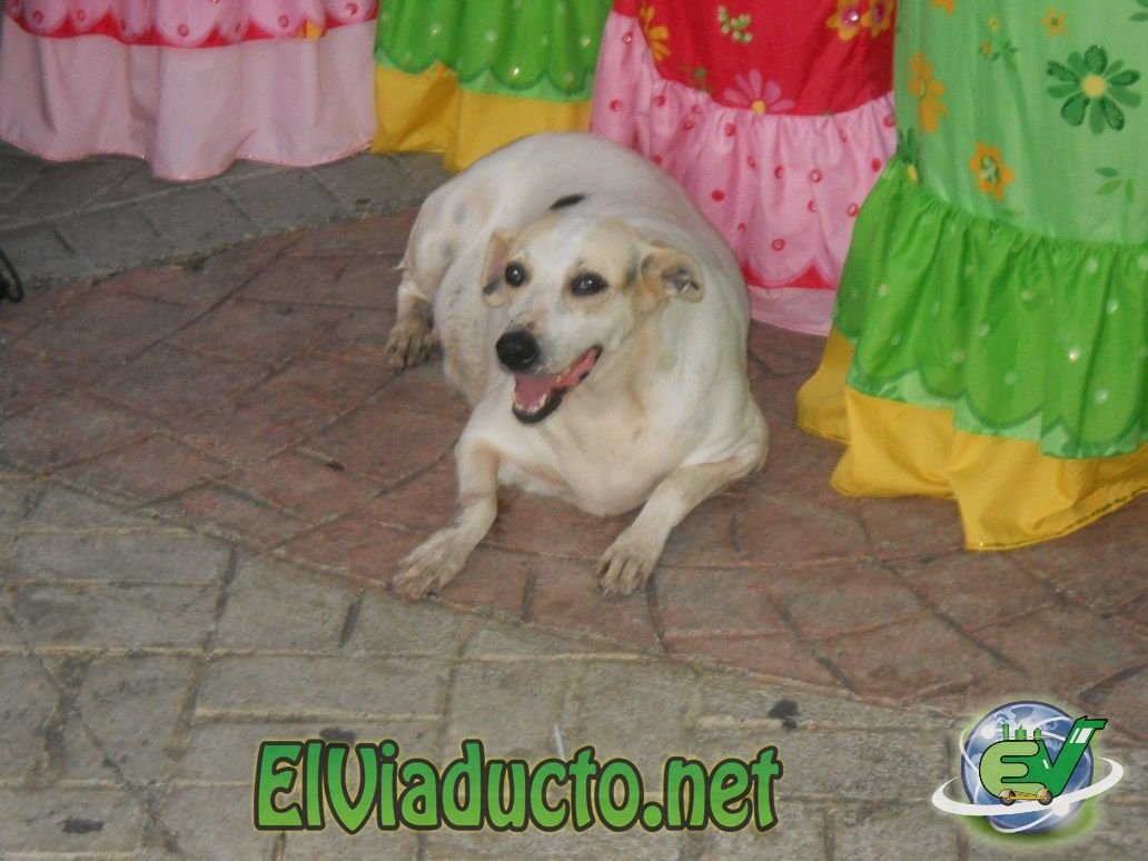 Perra Blanca enbarazada que caminó junto a la carrosa de la Reina Rosario 2011